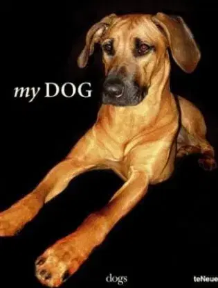 My Dog