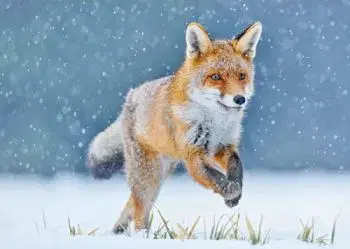 (B) 3D pohľadnica Running Fox