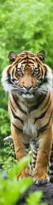 (B) 3D záložka Tiger