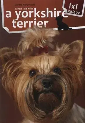 A yorkshire terrier - Monika Varga