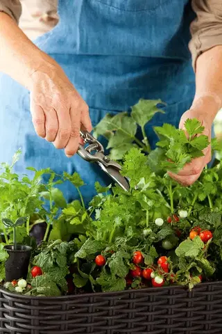 KETER Kvetináč SIMPLE GROW | hnedá