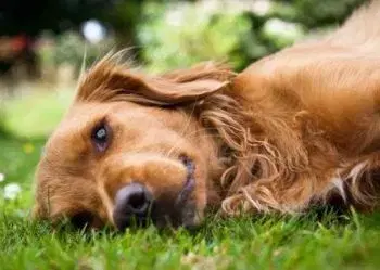 (B) 3D pohľadnica Smiling Dog