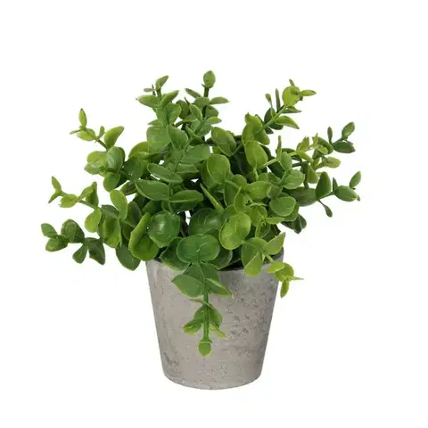 Dekoria Eukalyptus v kvetináči 16cm green, 8 x 8 x 16 cm