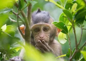 (B) 3D pohľadnica PARDON ME (Small ape)