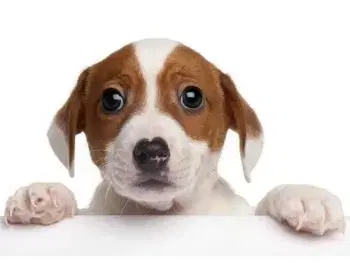 (B) 3D pohľadnica Jack Russell