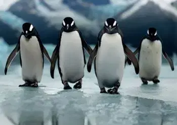 (B) 3D pohľadnica Four Penguins AI (Tučniaci)