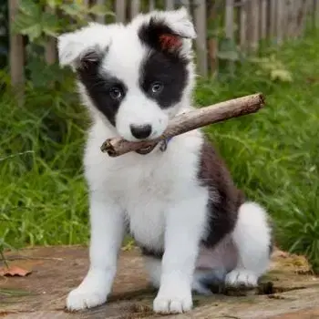 (M) 3D magnetka Border Collie (Border kólia)