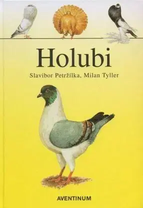 Holubi