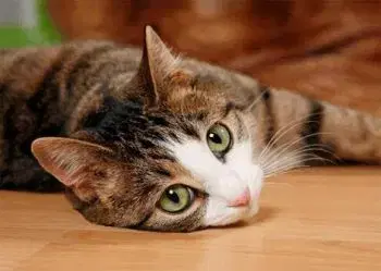 (B) 3D pohľadnica Cat