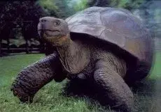 (B) 3D pohľadnica Tortoise