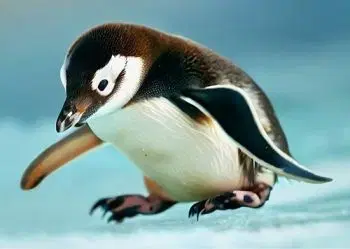 (B) 3D pohľadnica Penguino AI (Tučniak)
