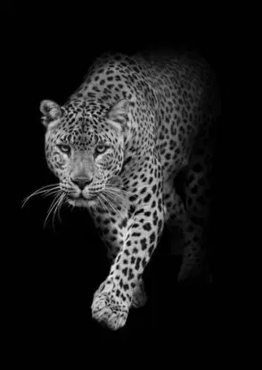 (B) 3D pohľadnica Leopard