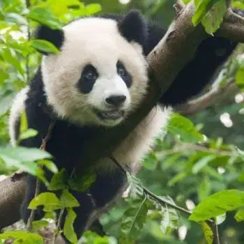 (D) 3D pohľadnica štvorec Panda