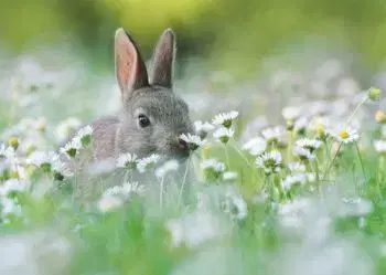 (B) 3D pohľadnica Flower Bunny