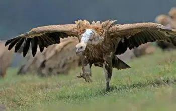 (B) 3D pohľadnica Sup bielohlavý