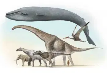 (B) 3D pohľadnica Largest animals