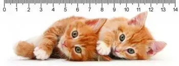 (B) 3D pravítko Two ginger kittens DEEP