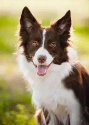 (B) 3D pohľadnica Border Collie